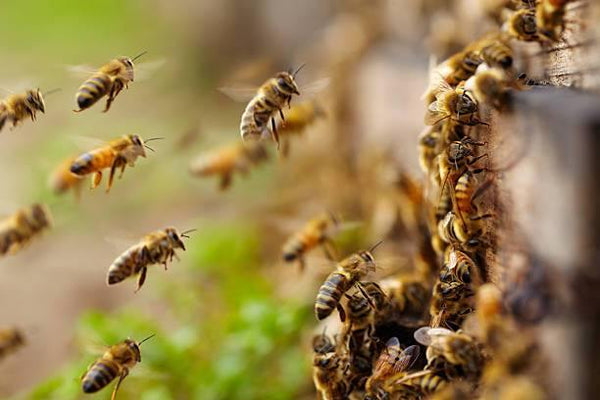5 Modi per aiutare a salvare le api